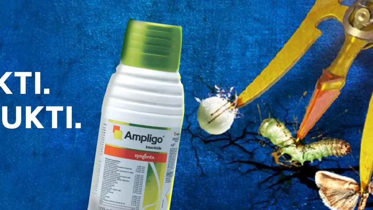 Syngenta Ampligo Insecticide