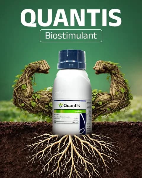 Syngenta Quantis Biostimulant