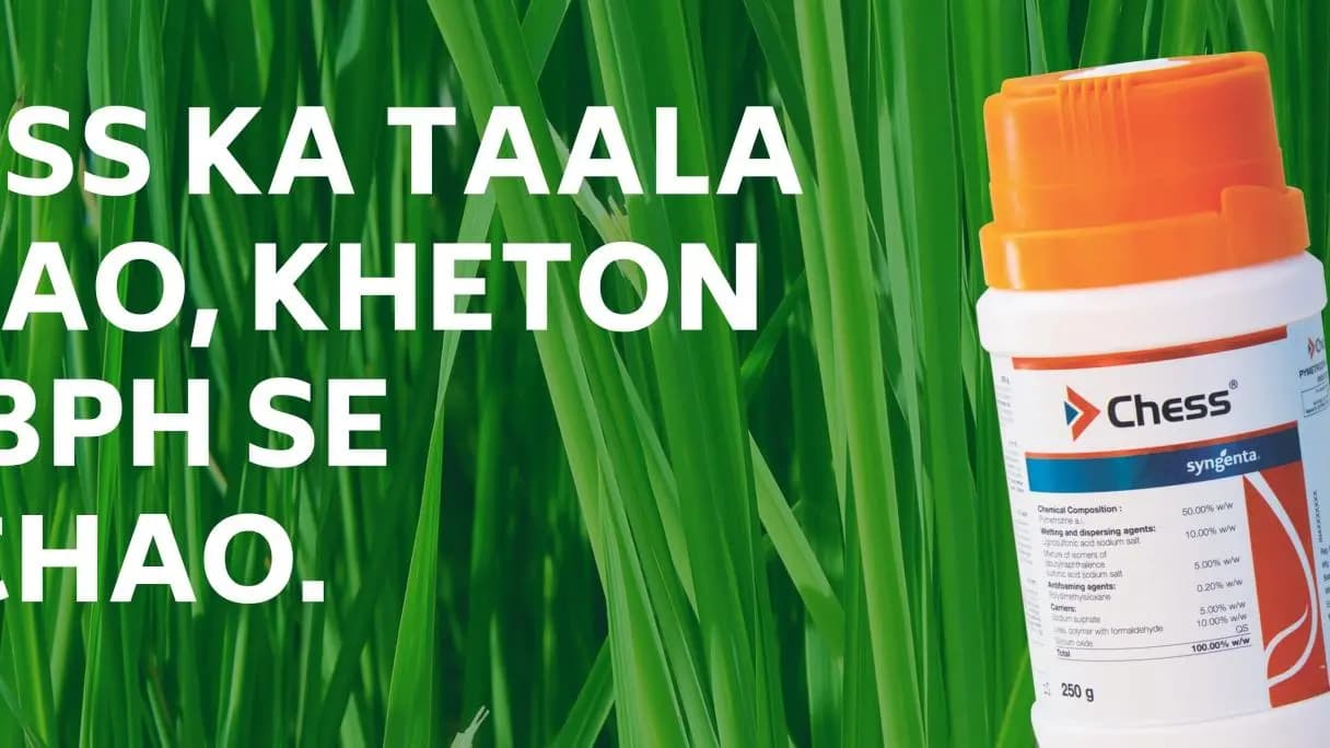 Syngenta Chess Insecticide
